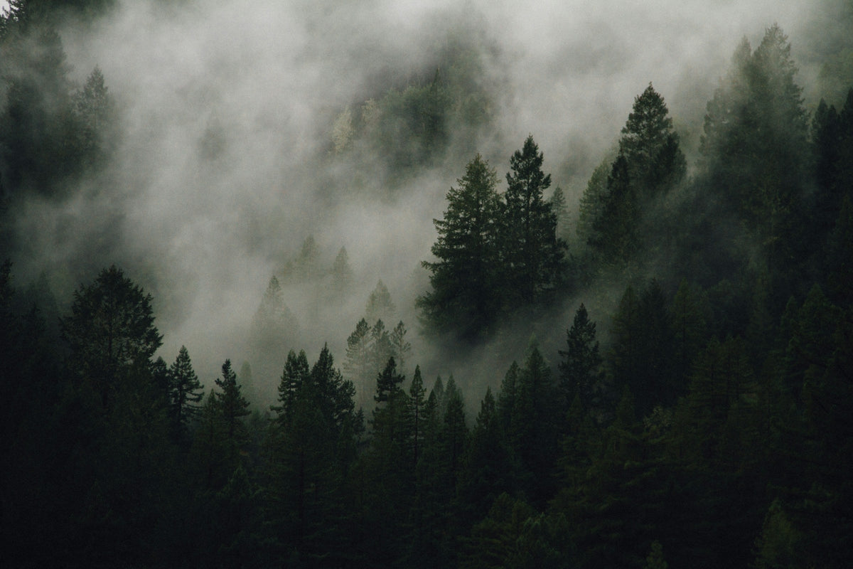 Conifer forest in fog