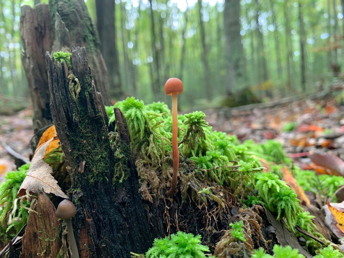Mushrooms and moss on the forest floor