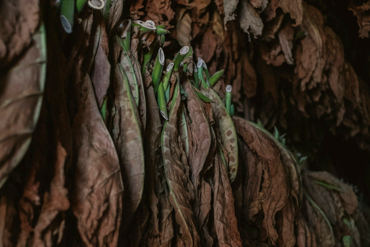 Tobacco leaves hanging to dry