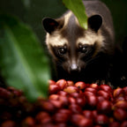 Kopi Luwak | Pre-order