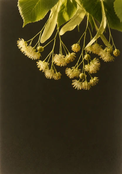 When the Linden Blooms 椴樹花影